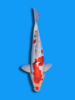 Doitsu Kuchibeni Showa | Koi&Co.